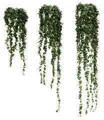 Potted Hanging Ivy PNG Transparent 3D Render – Hedera helix, Indoor/Outdoor Trailing Plant with Summer Foliage for Home Decor © pixelpapu
