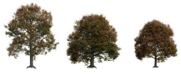 English Oak Tree PNG Transparent 3D Render – Quercus robur, Large Autumn Tree with Orange-Brown...