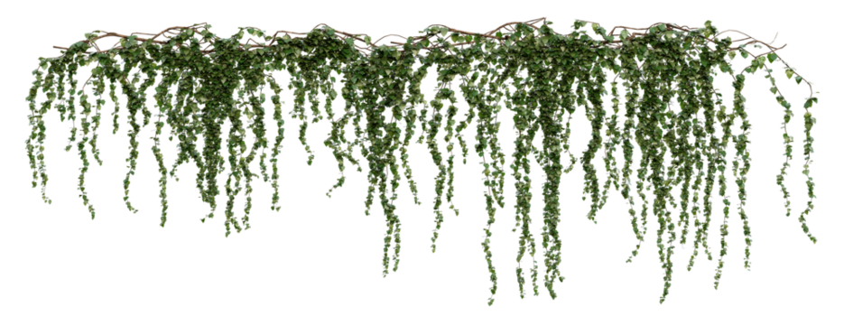 Long Hanging Ivy Vines PNG Transparent 3D Render – Hedera helix, Trailing Summer Foliage for Garden Walls or Balcony Decoration