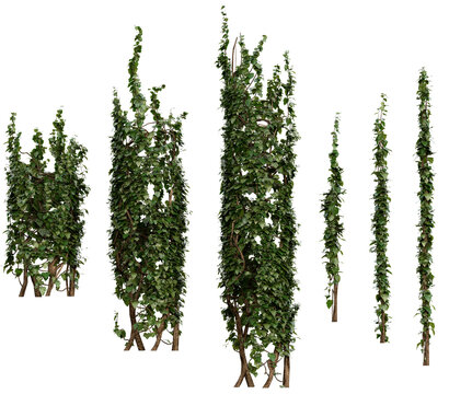 Tall Ivy Trees PNG Transparent 3D Render&ndash; Hedera helix, Vertical Climbing Ivy for Garden Walls or Game Environments (Summer Foliage)