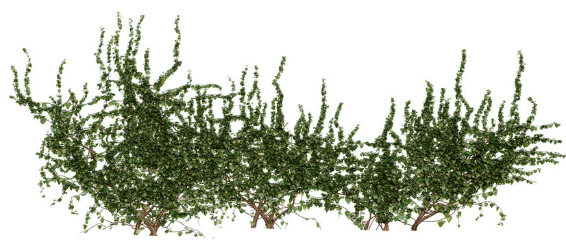 Dense Wall Ivy PNG Transparent 3D Render – Hedera helix, English Ivy for Exterior Wall Covering or Architectural Visualization (Lush Summer Foliage) - Powered by Adobe