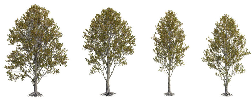 Black Poplar Tree PNG Transparent 3D Render&ndash; Populus nigra, Tall Narrow Tree with Fading Yellow Autumn Leaves for Seasonal Landscapes