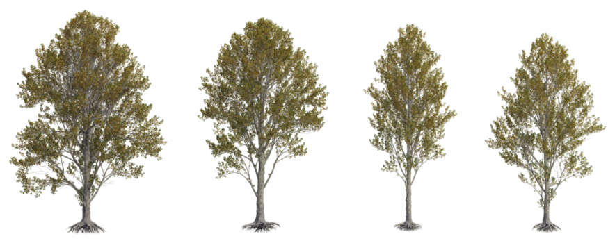 Black Poplar Tree PNG Transparent 3D Render– Populus nigra, Tall Narrow Tree with Fading Yellow Autumn Leaves for Seasonal Landscapes