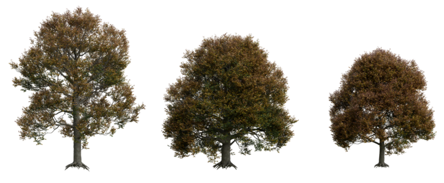 English Oak Tree PNG Transparent 3D Render – Quercus robur, Large Autumn Tree with Orange-Brown Foliage for Fall Scenes or Forest Design