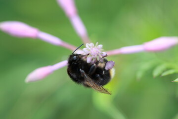 Abeille au travail