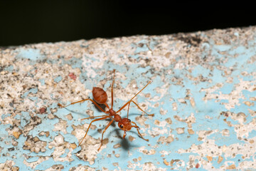 Close up the red ant on old wall