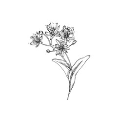 Linden flower. Vector illustrations hand drawn with ink and isolated on white background. Object for label design