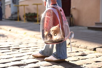 Woman with her cute cat in backpack carrier on city street, closeup