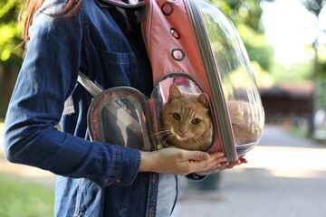 Woman with her cute cat in backpack carrier at park, closeup