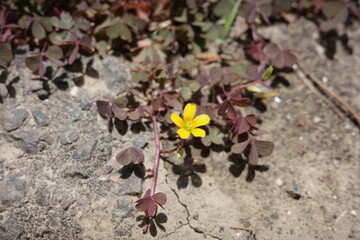 荒地でもたくましく育ち、可憐な花を咲かせるアカカタバミ。
