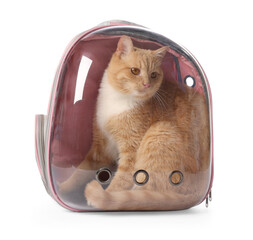 Cute cat in backpack carrier on white background