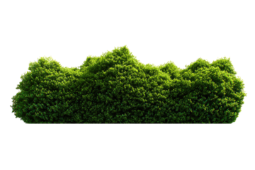 Lush green shrubbery against a black background