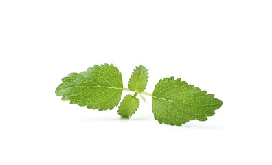 Twig of fresh green mint isolated on white