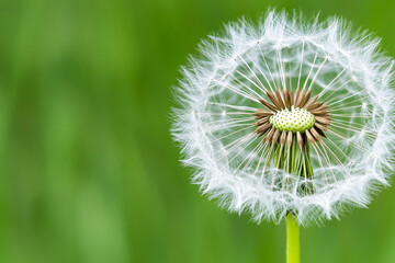 Fototapeta premium Dandelion seeds drifting in the gentle breeze during spring