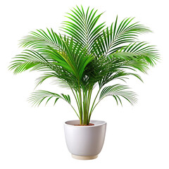 A beautiful white potted palm plant with vibrant green fronds is set isolated on white and transparent background