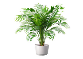Obraz premium A beautiful white potted palm plant with vibrant green fronds is set isolated on white and transparent background