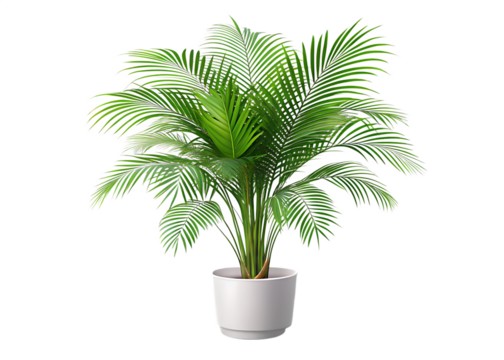 A beautiful white potted palm plant with vibrant green fronds is set isolated on white and transparent background