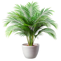 Obraz premium A beautiful white potted palm plant with vibrant green fronds is set isolated on white and transparent background