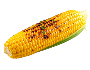 Grilled corn on the cob with char marks – PNG on white background