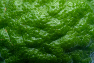 Macro close up of kaffir lime peel,Close-up macro texture of lime peel,Macro close up of kaffir lime peel.