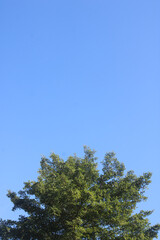 Lush Green Tree Crown Against Clear Blue Sky