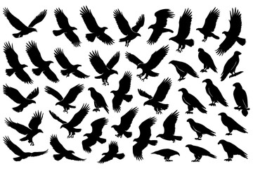 Flying and perched vultures in various poses as bold black silhouettes, Transparent Background