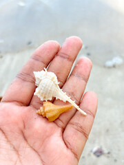 A hand gently holds two seashells, one white and spiky, the other small and orange, against a soft focus beach background, showcasing nature's tiny treasures.