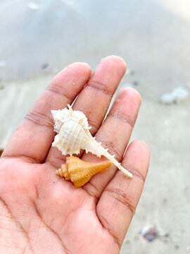 A hand gently holds two seashells, one white and spiky, the other small and orange, against a soft focus beach background, showcasing nature's tiny treasures.