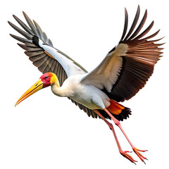 Fototapeta premium Yellow white black billed stork in flight isolated on white and transparent background