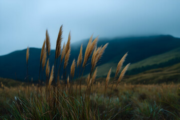 Golden grass sways gently in the cool breeze of an overcast day, creating a serene atmosphere in the valley landscape