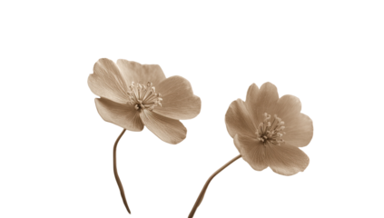 Sepia-toned close-up of two flowers