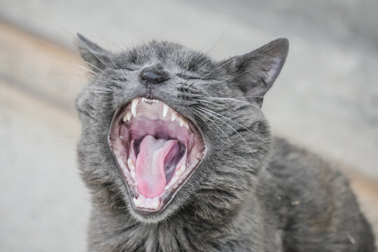 Yawning Grey Cat