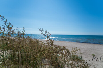 Grass on Baltic sea coast , Bernati, Latvia.