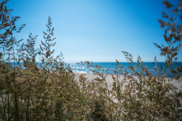 Grass on Baltic sea coast , Bernati, Latvia.