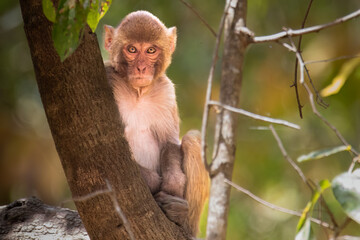 Rhesus Macaque Sitting on Tree in Forest