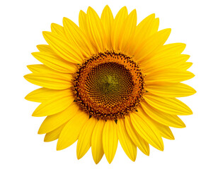 Garden Sunflower with Detailed Petals PNG