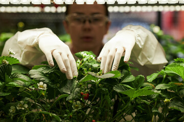Caucasian young woman wearing protective gloves tending strawberry plants in laboratory or...