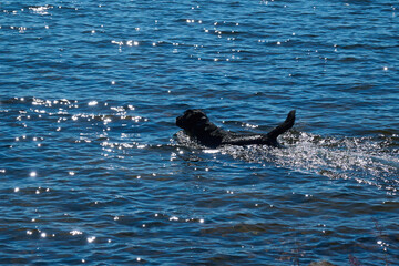 Obraz premium Black Dog Happily Swimming in Sparkling Water in Summer