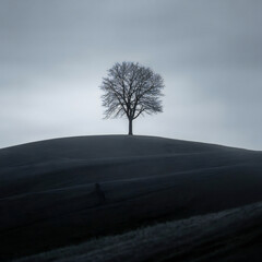 Solitary bare tree stands silhouetted against a moody overcast sky on a dark hilltop