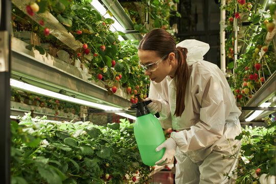 Young Caucasian woman wearing protective suit and gloves tending strawberry plants in indoor vertical farm, holding green spray bottle and inspecting leaves closely under artificial lighting - Powered by Adobe