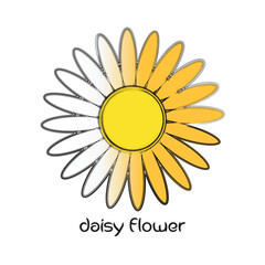 Half colored daisy flower illustration with hand-drawn sketch style petals on white background