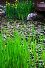 Terraced Gardens of Naksan Park Overlooking Seoul, South Korea
