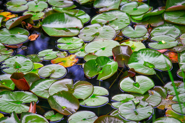 Terraced Gardens of Naksan Park Overlooking Seoul, South Korea