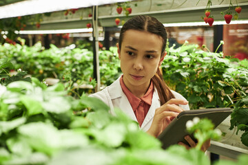 Young Caucasian woman inspecting strawberry plants in greenhouse while using digital tablet,...