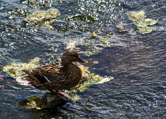 Female mallard duck standing on a rock in shallow water