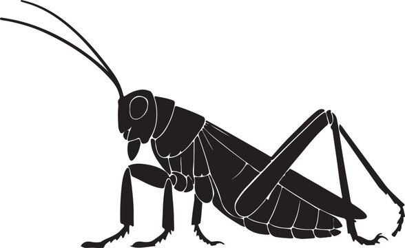 vector illustration of a grasshopper