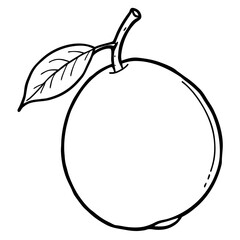 Outline sketch of a sapodilla fruit with its stem