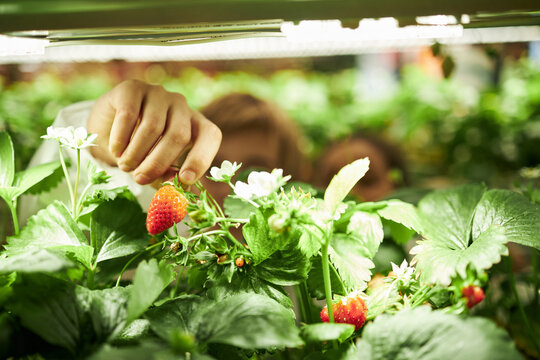 Caucasian child reaching hand to pick ripe strawberry from plant surrounded by green leaves and blossoms in indoor garden, face partially obscured by foliage, focus on action