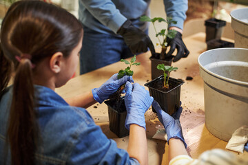 Teenage Caucasian girl wearing gloves planting young seedlings in pots with male teacher assisting,...