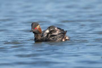 Black-necked Grebe, eared grebe - Podiceps nigricollis with chicks riding on its back in the Danube Delta in Romania, showcasing a tender moment of parental care in the wild.